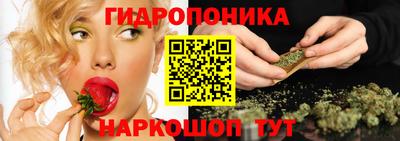 гашик Кингисепп